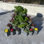 Kasko vyvýšený balkonový záhon Pyramida