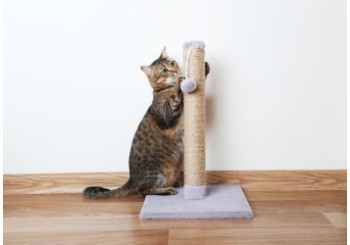 &Scaron;krabadlo pro kočku