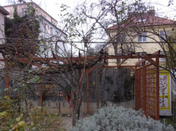 Nezastře&scaron;en&aacute; pergola s mř&iacute;ž&iacute; Eva jako opora pro vzrostlou Vist&aacute;rii