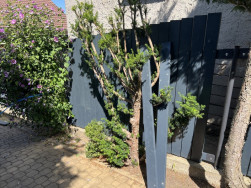 V někter&yacute;ch č&aacute;stech se plot montoval za okrasn&yacute;mi dřevinami, kter&eacute; si z&aacute;kazn&iacute;k nepř&aacute;l odstranit