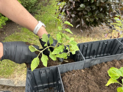 Střed z&aacute;honu je již os&aacute;zen&yacute;, teď je&scaron;tě doplnit substr&aacute;t do obvodov&yacute;ch truhl&iacute;ků