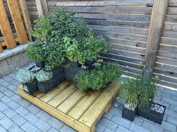 Mal&yacute; rohov&yacute; z&aacute;honek ze tř&iacute; kostek Flexi Element a osazen&yacute; pažitkou můžete postavit v kuchyni na okenn&iacute; parapet.