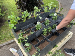 Do kask&aacute;dy z Flexi Elementů lze kombinovat kytky s bylinkami nebo ovocem