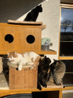 Bouda umístěná na terase, na sluníčku se kočky rády vyhřívají