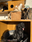 Čtyřnozí obyvatelé kombinované boudy pro psa a kočky